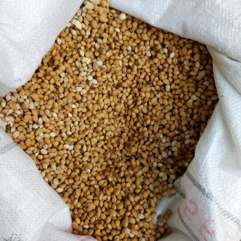樱桃种子2019年山樱种子出芽率98高嫁接樱花品种用山樱