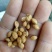 樱桃种子2019年山樱种子出芽率98高嫁接樱花品种用山樱