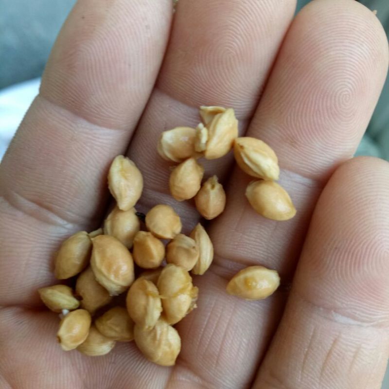 樱桃种子2019年山樱种子出芽率98高嫁接樱花品种用山樱