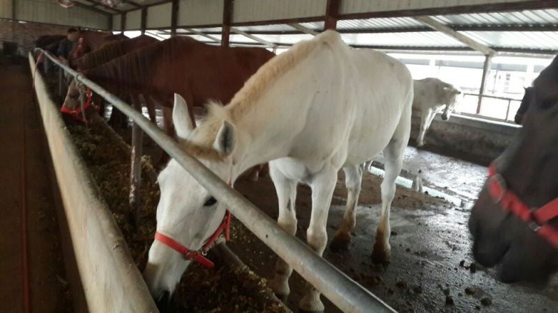 矮马200~300kg
