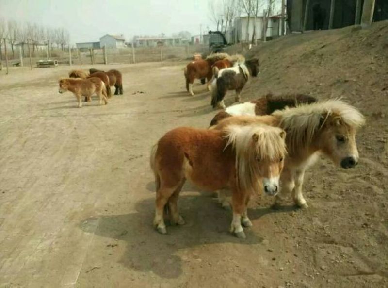 矮马200~300kg