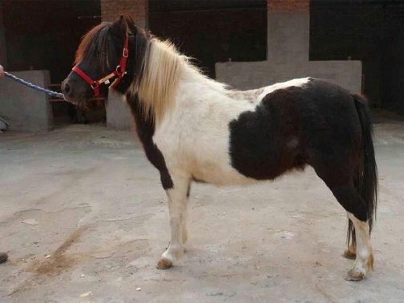 矮马200~300kg
