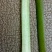 苦草
