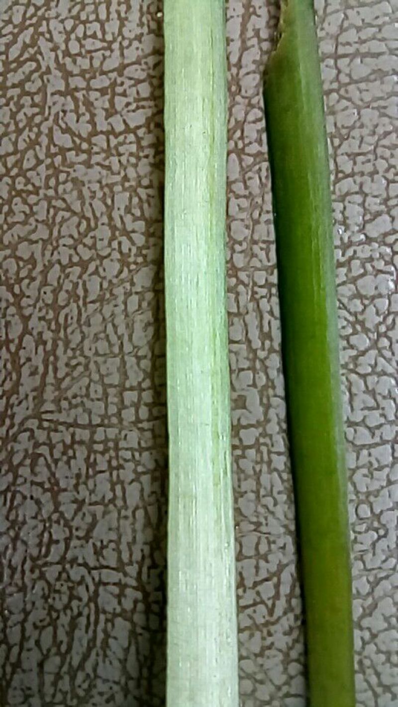苦草
