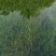 苦草