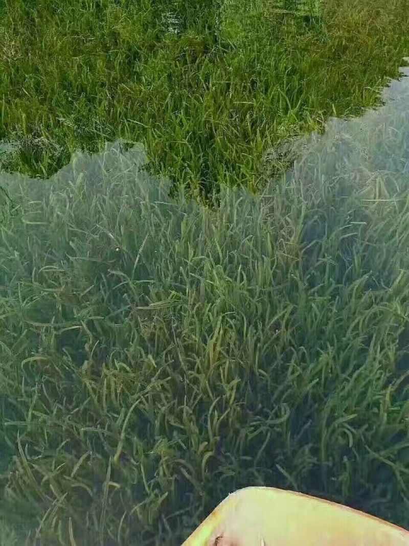 苦草