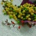 冰鲜苏芡手工米