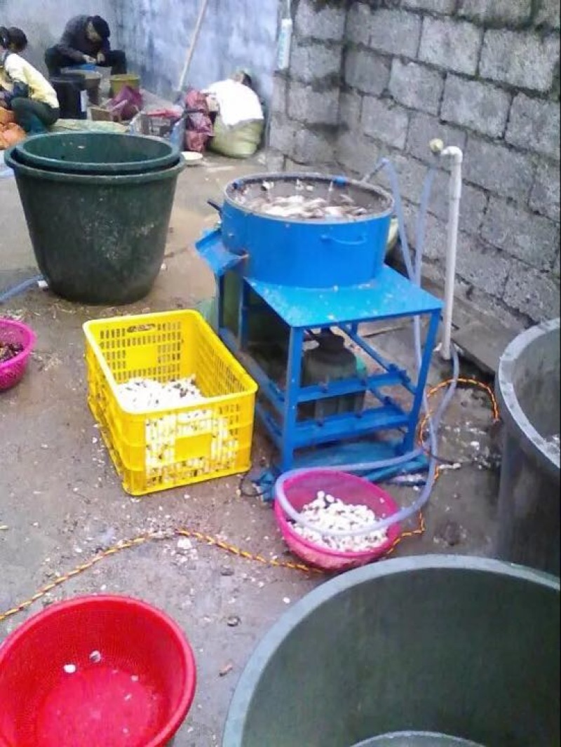 荸荠白马蹄，质量保证