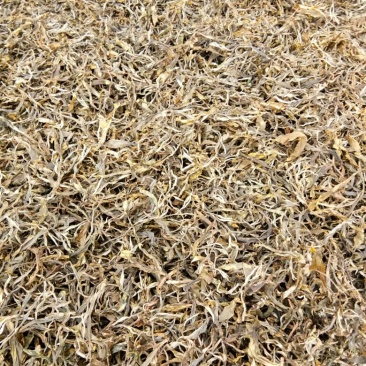 古树普洱茶特级