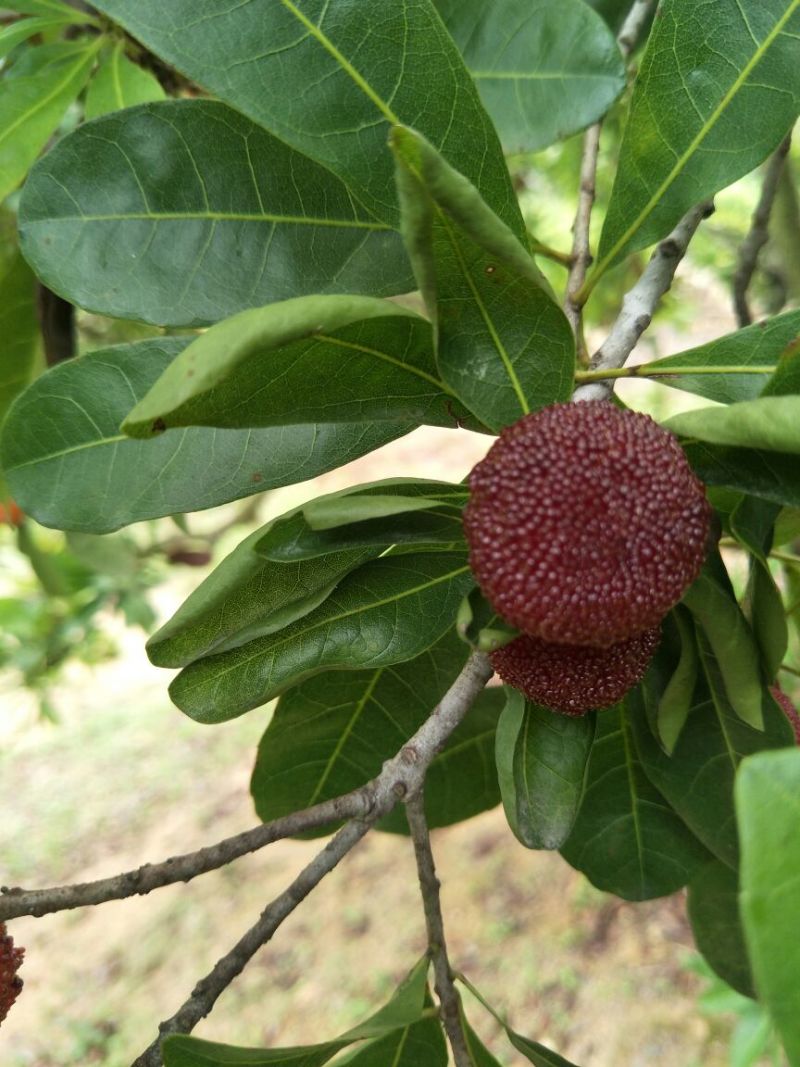 杨梅3~4cm