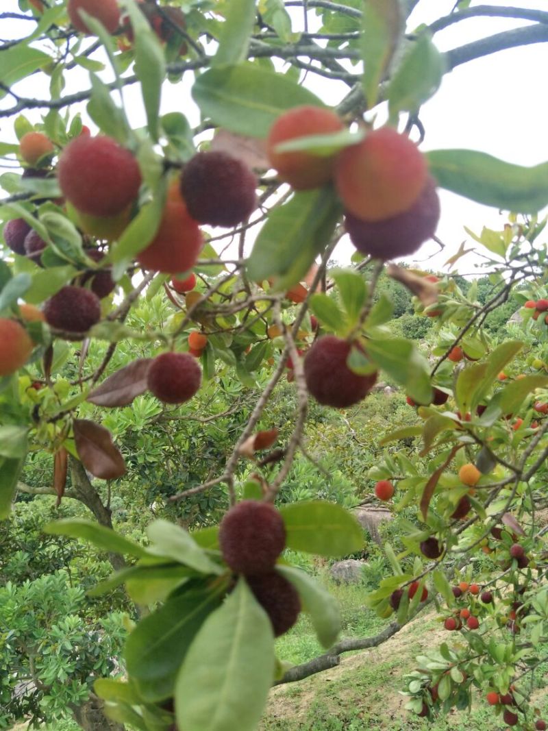 杨梅3~4cm