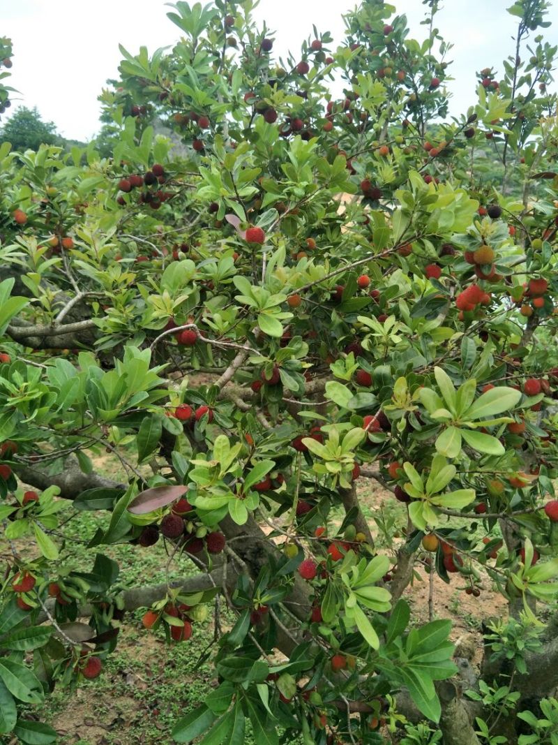 杨梅3~4cm