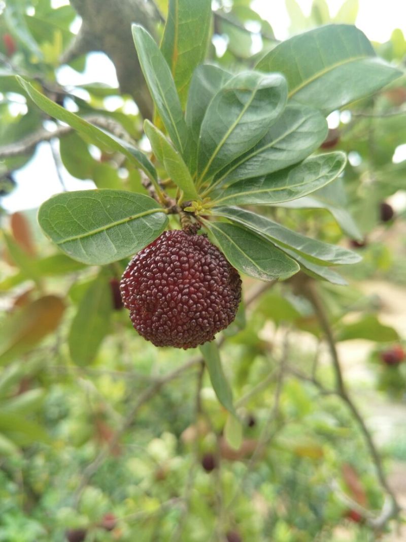 杨梅3~4cm