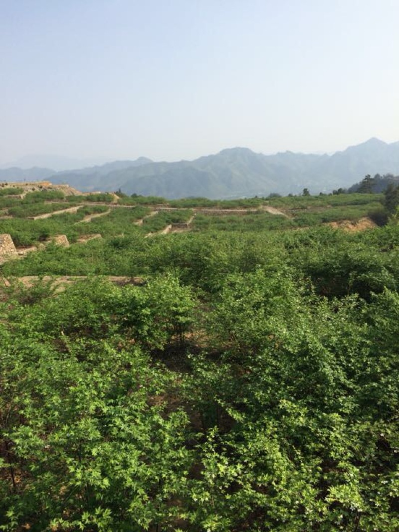 覆盆子苗