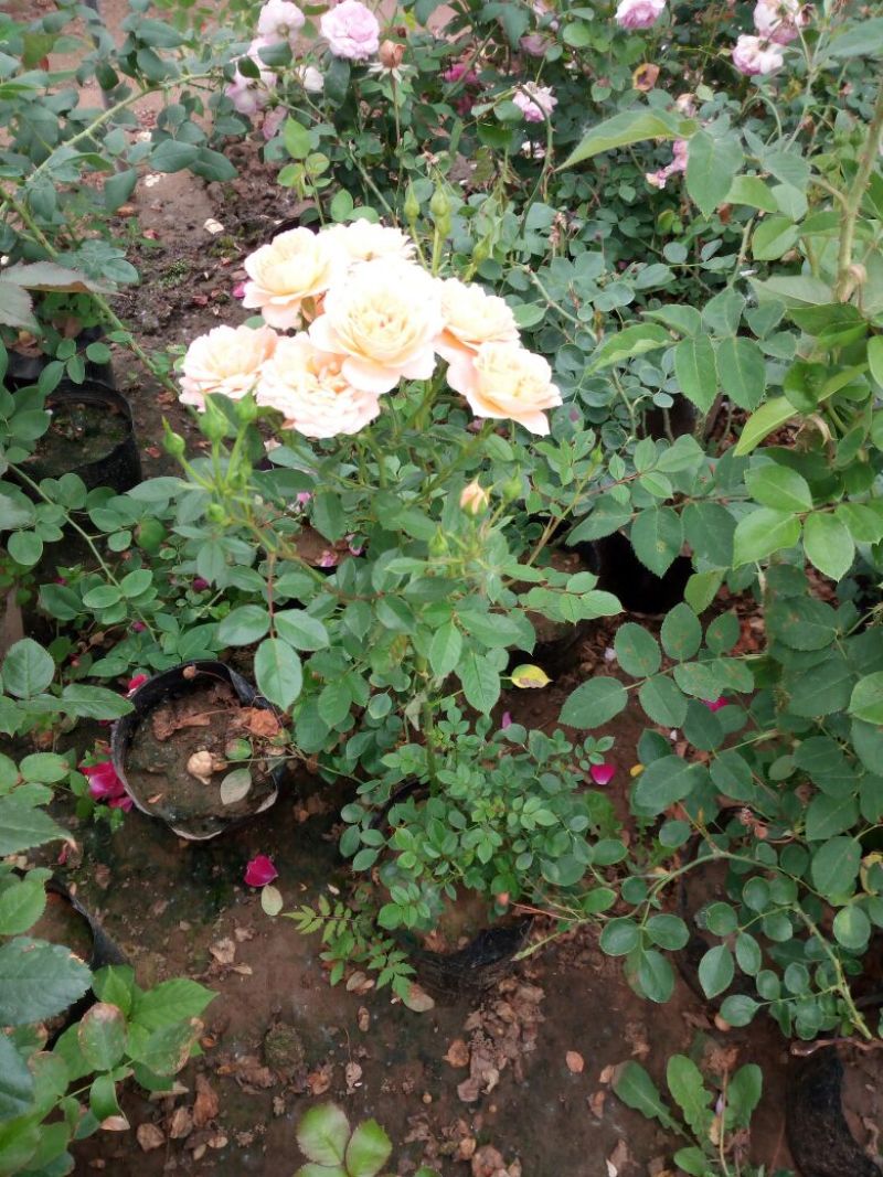 红帽子月季苗40~50cm