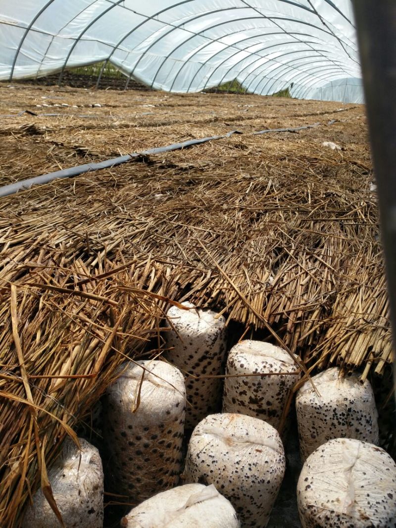 黑木耳特级
