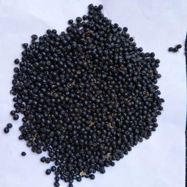 射干种子基地直销，射干籽，中药材射干基地