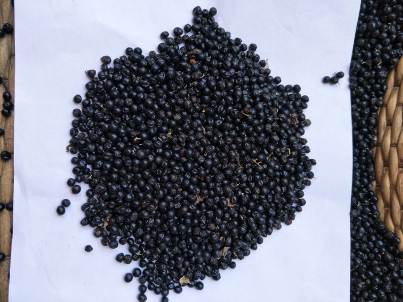 射干种子基地直销，射干籽，中药材射干基地