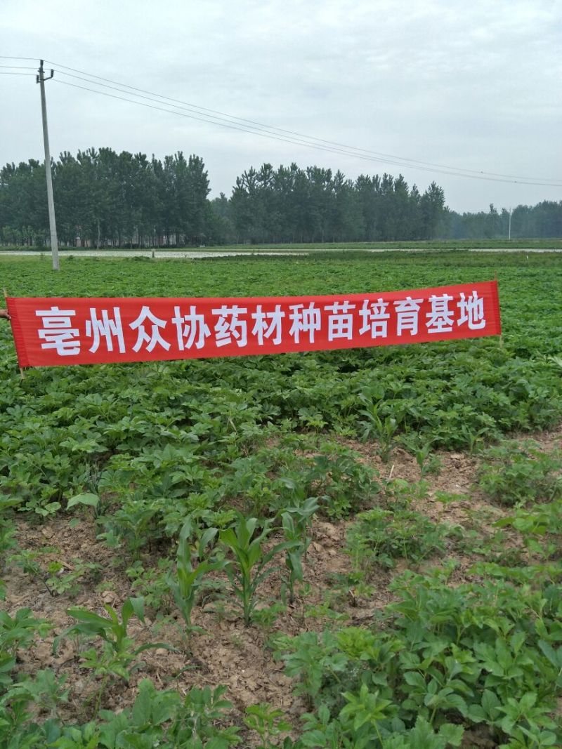 射干种子基地直销，射干籽，中药材射干基地
