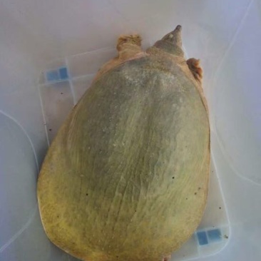 黄沙鳖