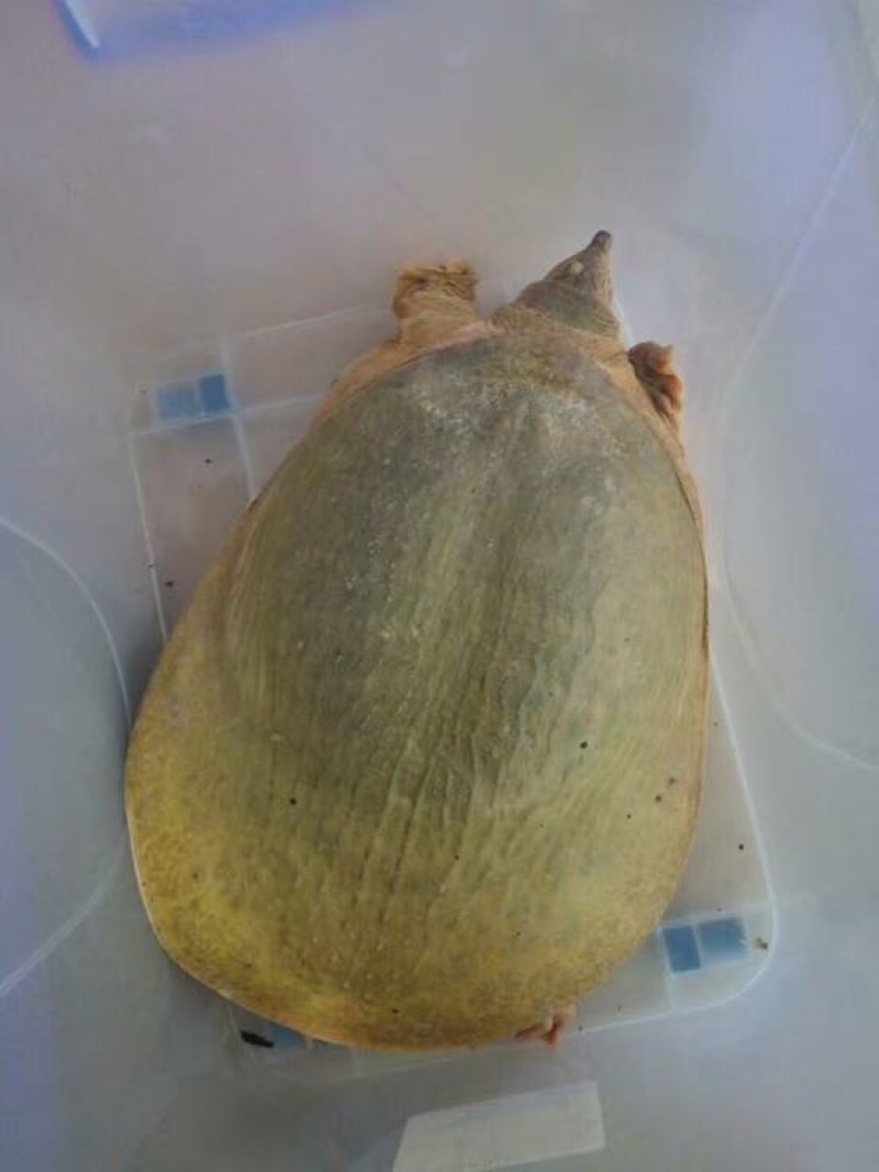 黄沙鳖