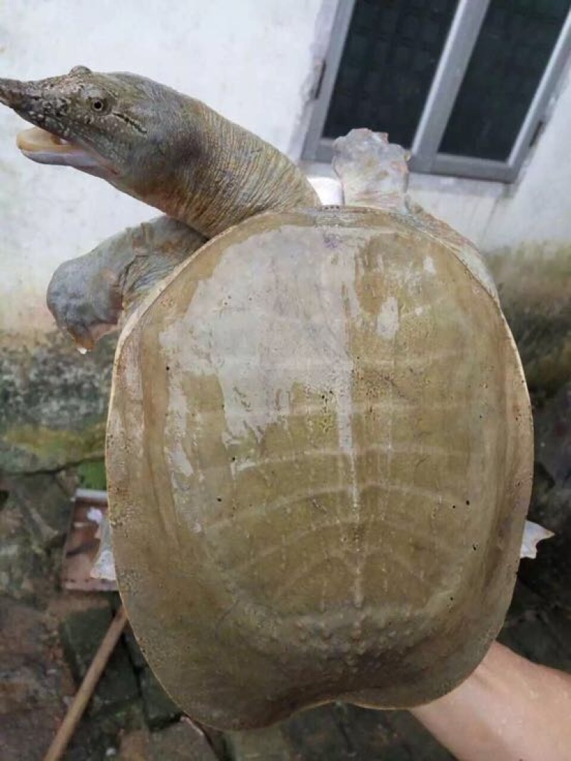 黄沙鳖