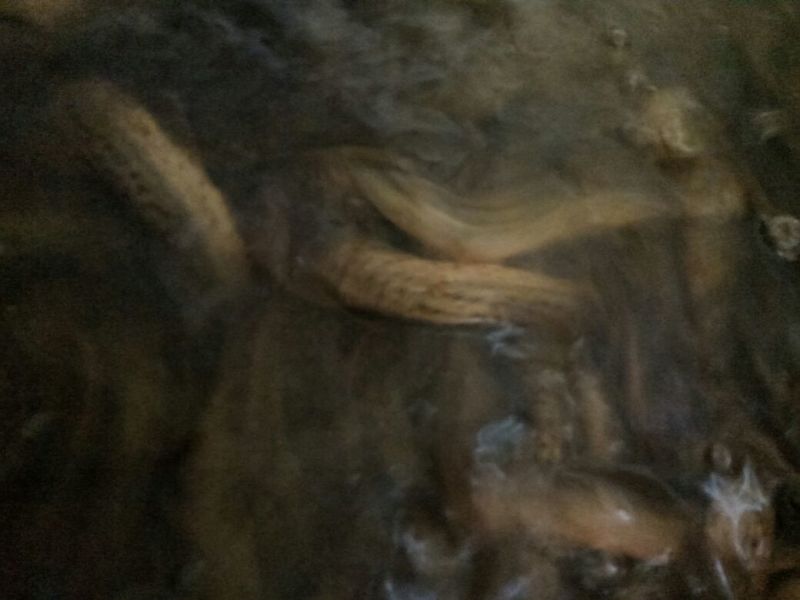台湾泥鳅10~15cm人工养殖食用