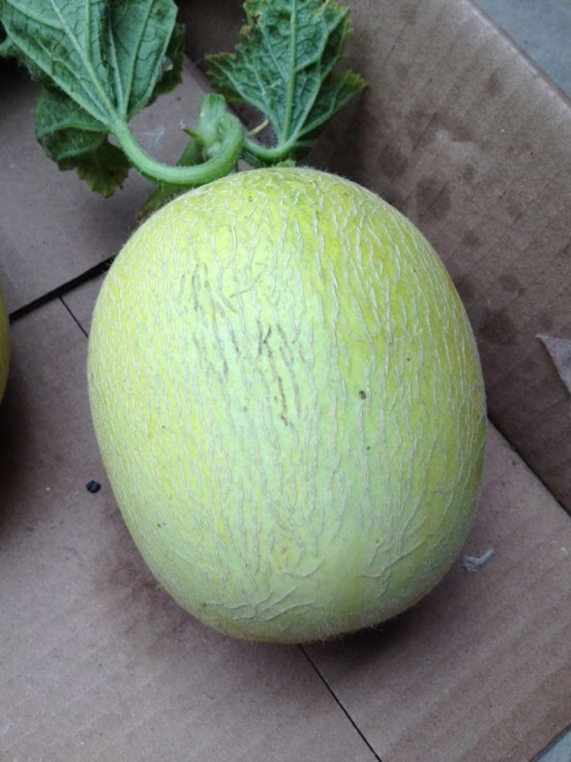 网纹瓜