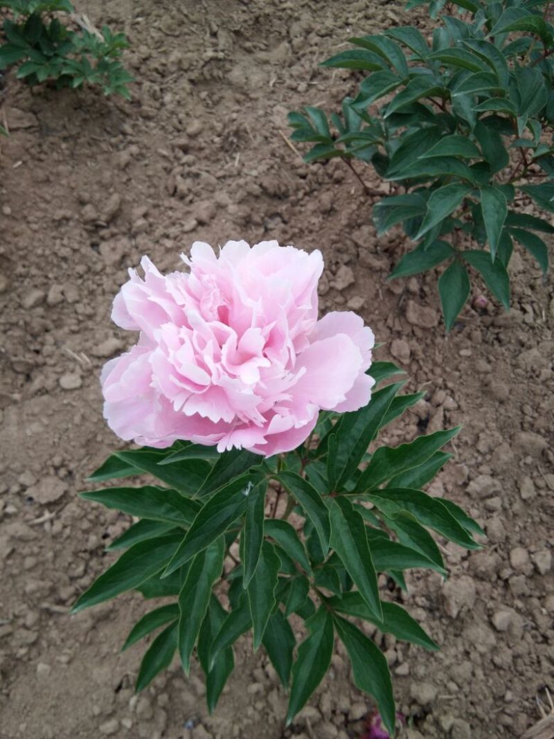 芍药干花芍药鲜切花