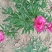 芍药干花芍药鲜切花