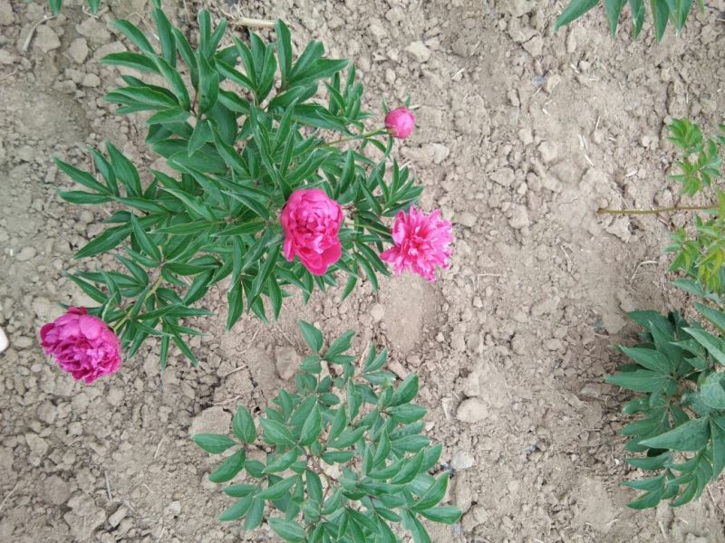 芍药干花芍药鲜切花
