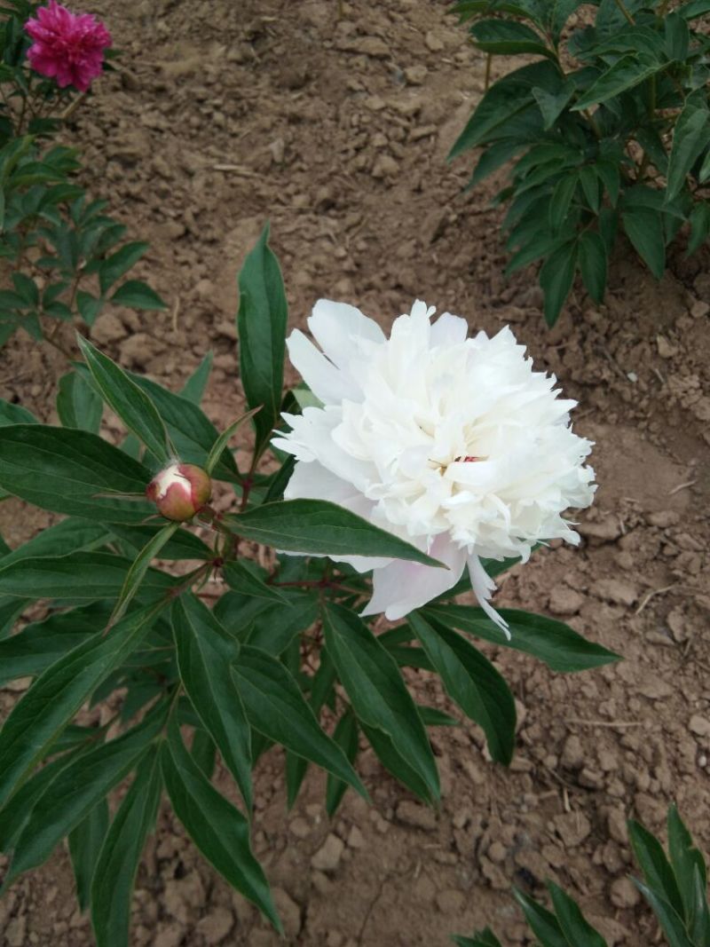 芍药干花芍药鲜切花