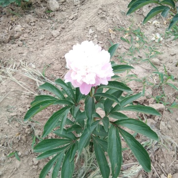 芍药干花芍药鲜切花