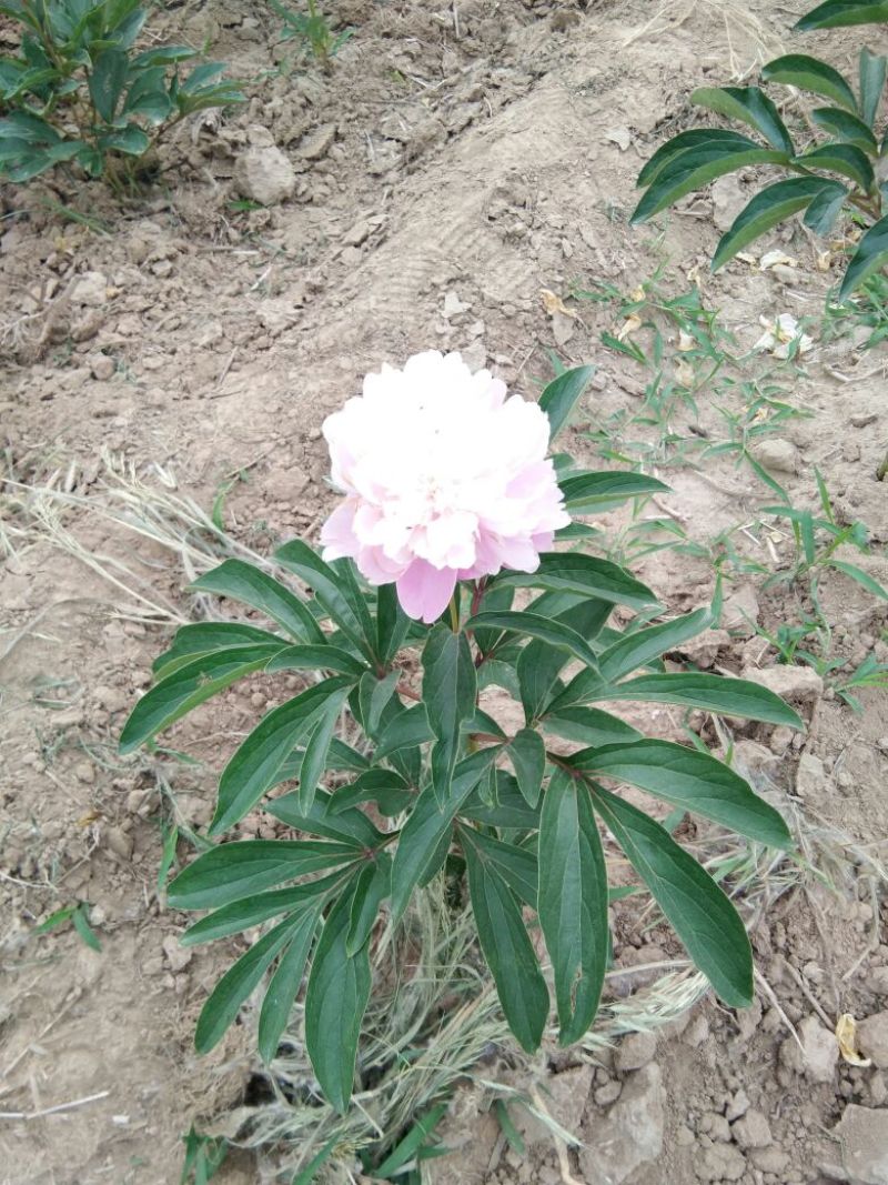 芍药干花芍药鲜切花