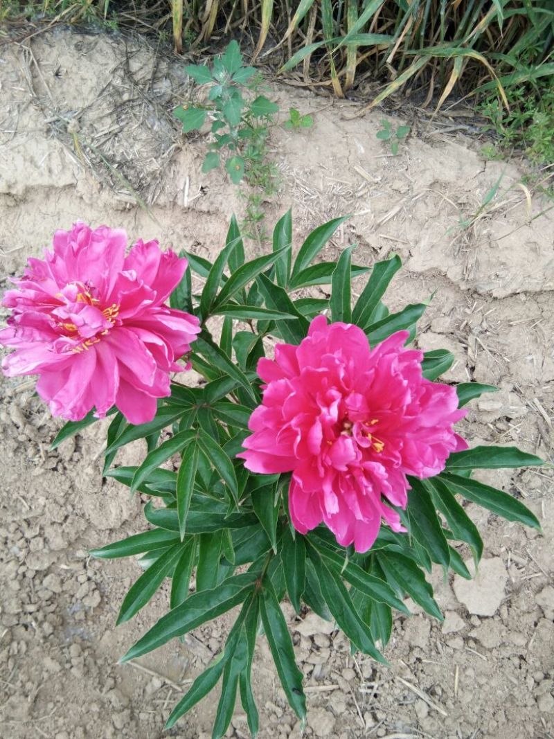 芍药干花芍药鲜切花