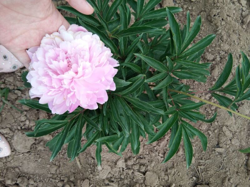 芍药干花芍药鲜切花