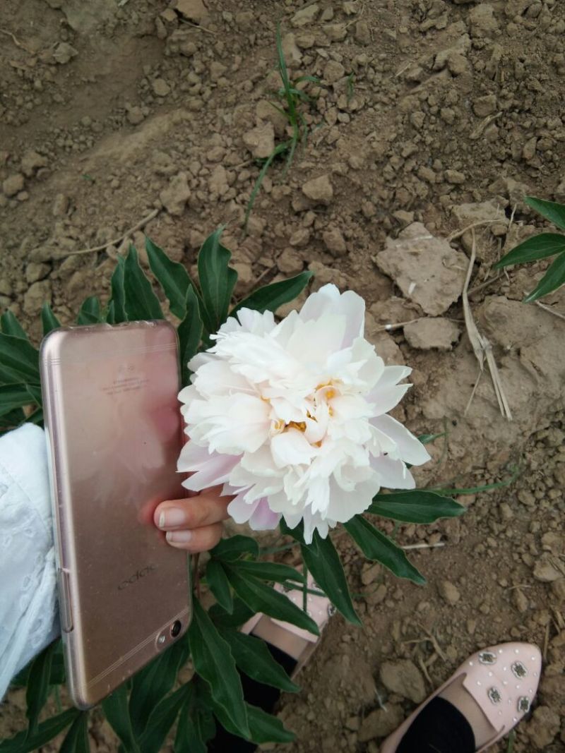 芍药干花芍药鲜切花