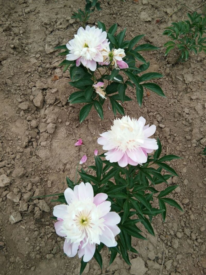 芍药干花芍药鲜切花