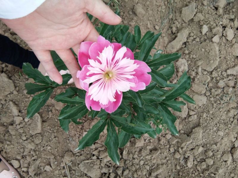 芍药干花芍药鲜切花