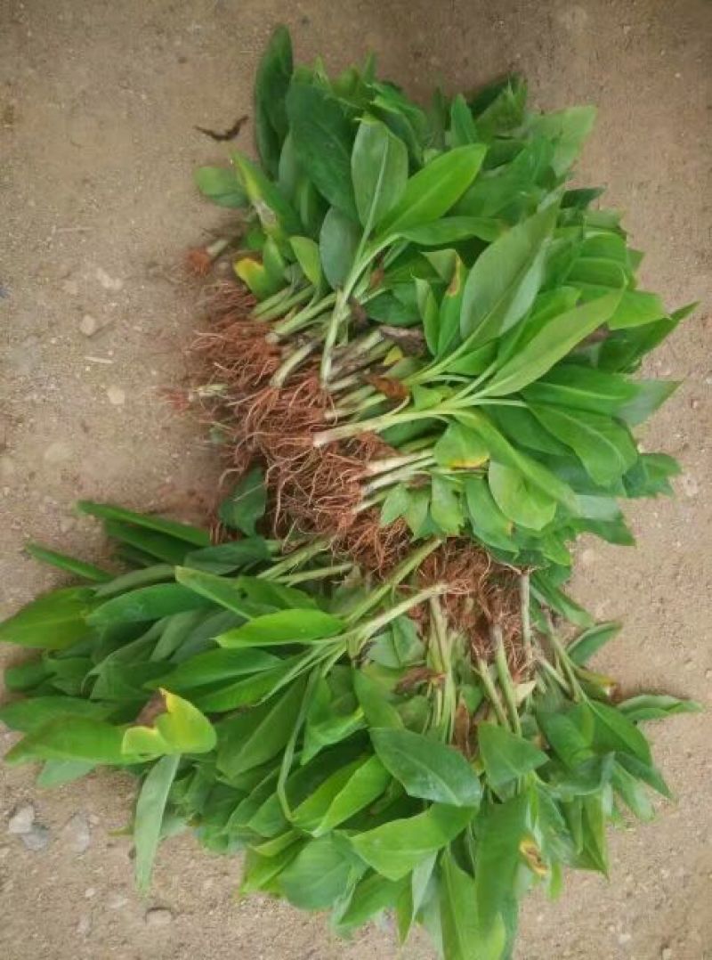 巴西香蕉芭蕉苗香蕉苗