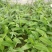 巴西香蕉芭蕉苗香蕉苗