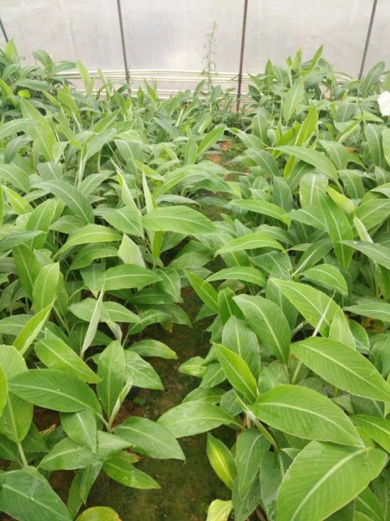 巴西香蕉芭蕉苗香蕉苗