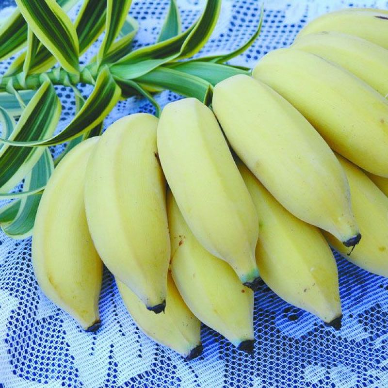 香蕉苗粉蕉苗