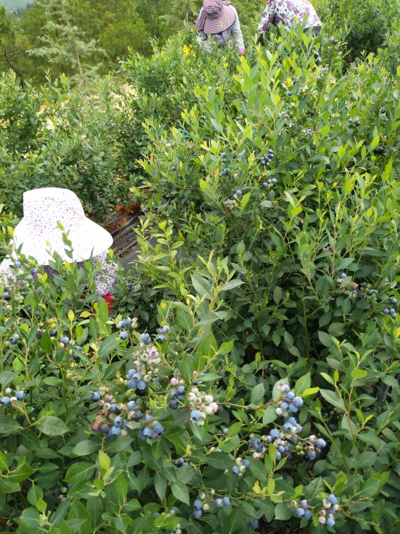 蓝莓鲜果8~10mm以上
