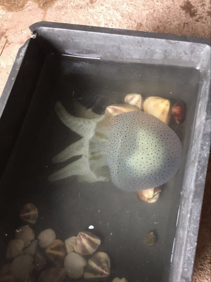 海蜇