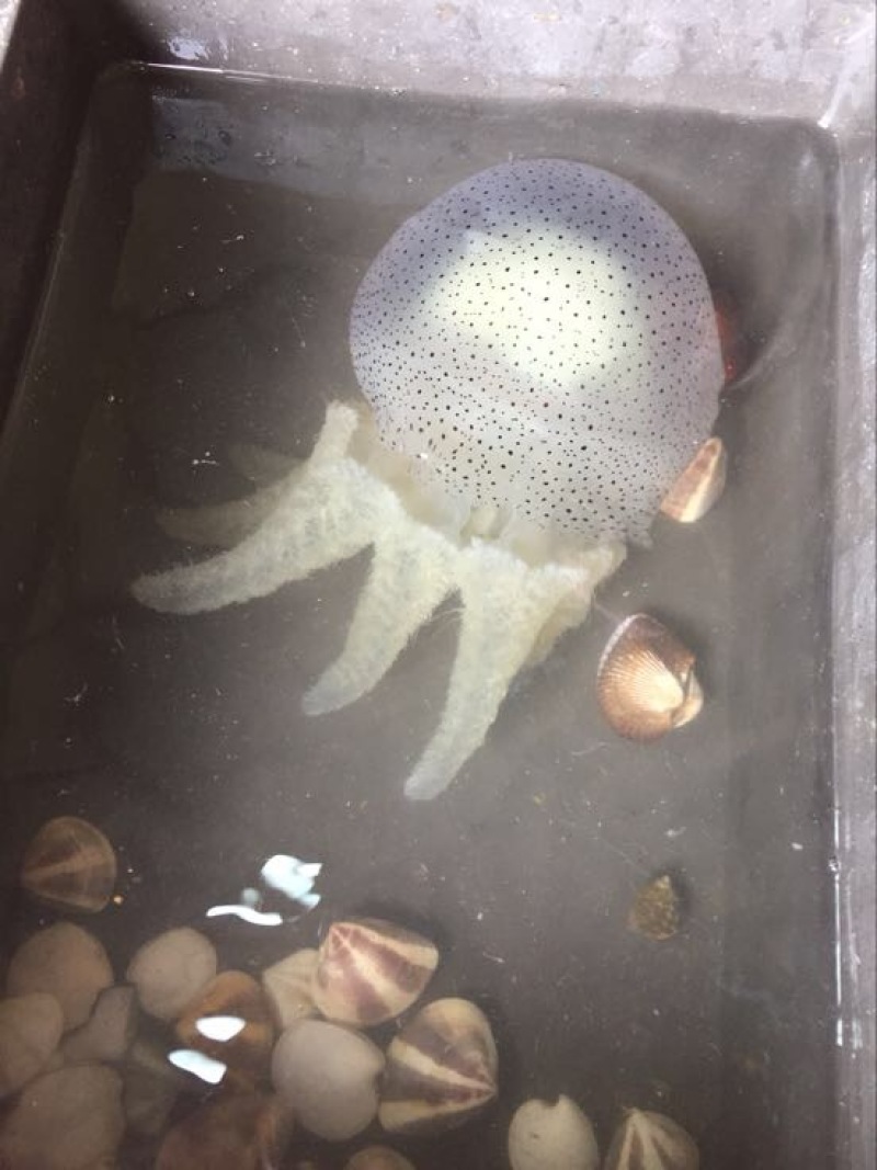 海蜇
