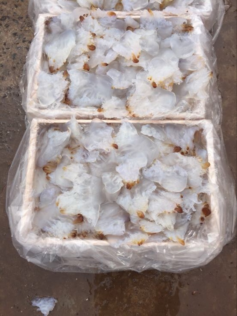 海蜇