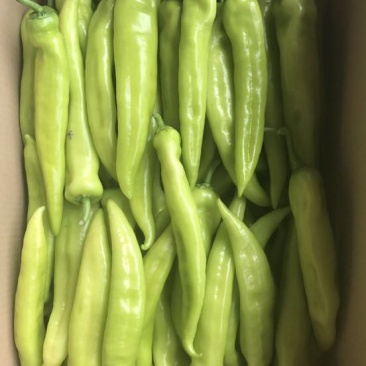 黄皮辣椒
