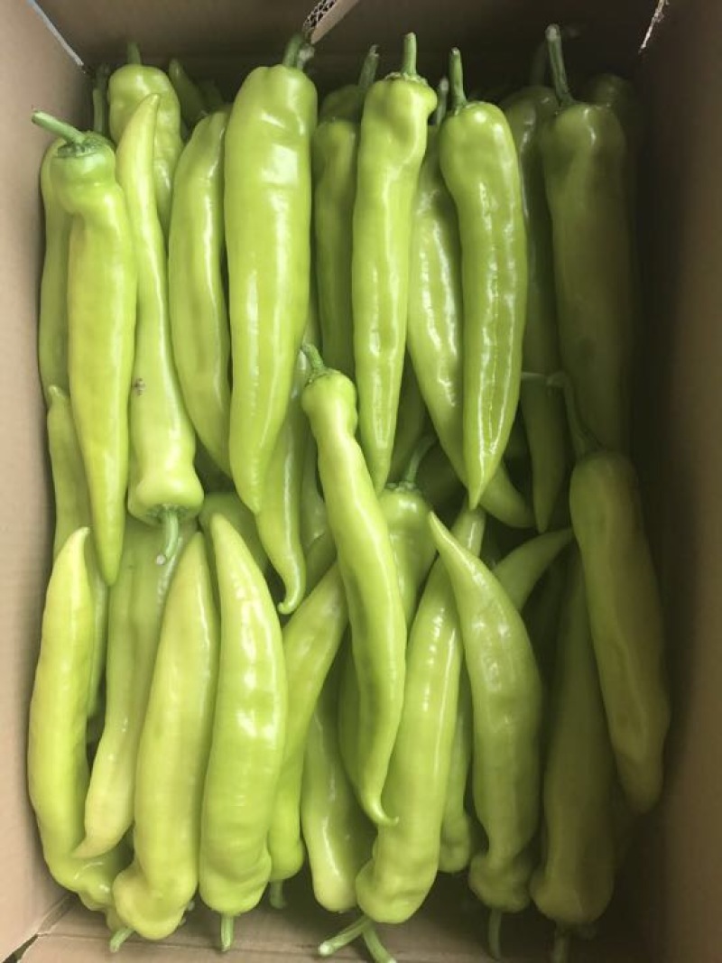 黄皮辣椒