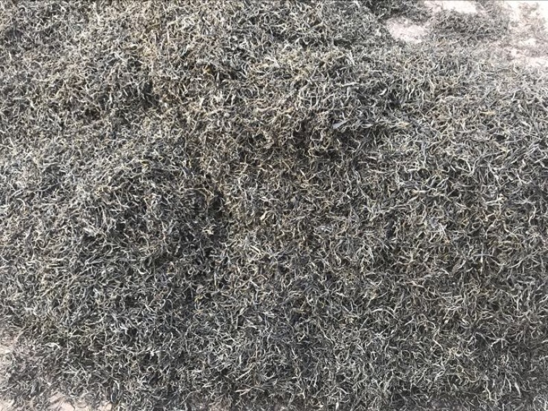 普洱茶